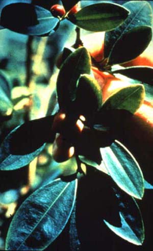 eminently chewable coca leaf